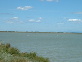 Camargue